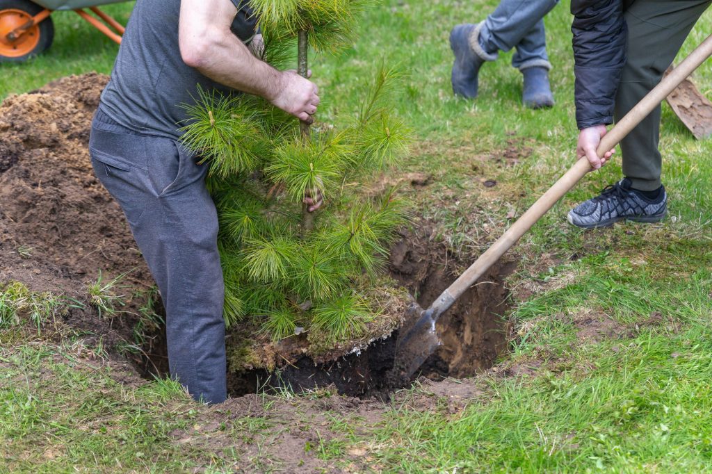 Strong Caucasian man plants a cedar tree. Dig the ground with a shovel. Christmas tree.